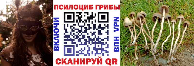 Псилоцибиновые грибы мицелий  Брюховецкая 